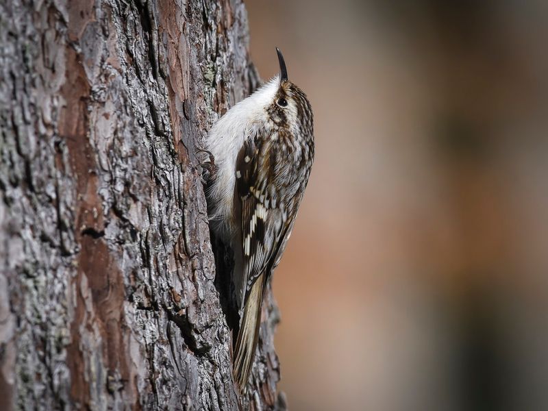Brown Creeper