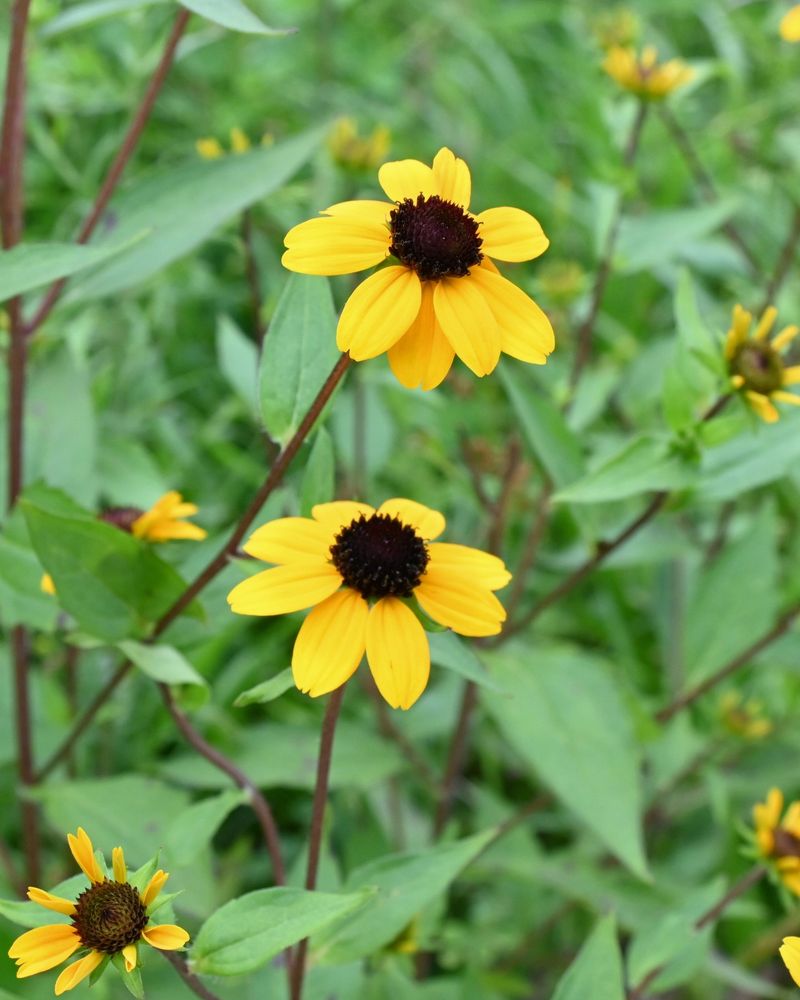 Brown-Eyed Susan