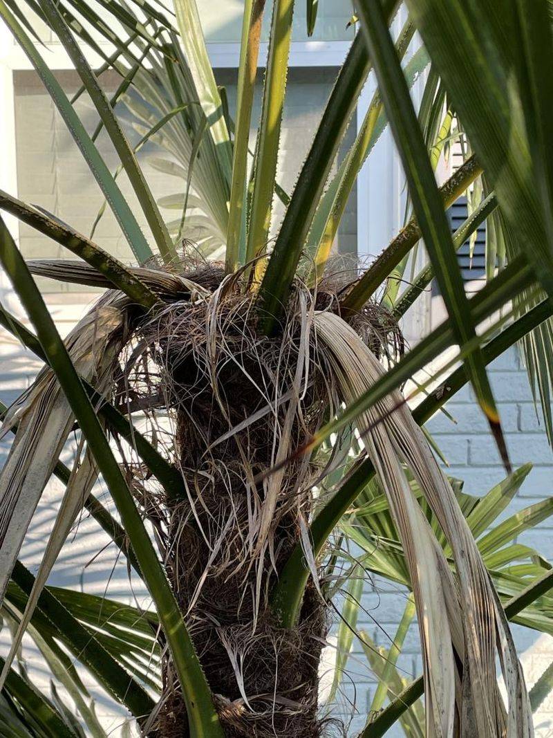 Brown Fronds Should Stay Put Until Spring Growth Appears