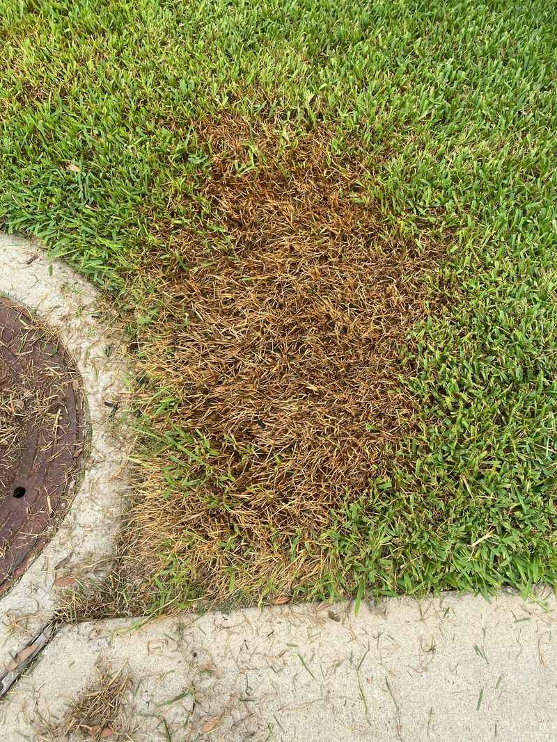 Brown Grass And Scorched Leaf Edges May Signal Salt Damage Brown Grass And Scorched Leaf Edges May Signal Salt Damage