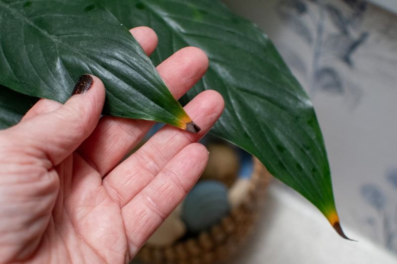 Brown Leaf Edges And Drooping Are Warning Signs Brown Leaf Edges And Drooping Are Warning Signs