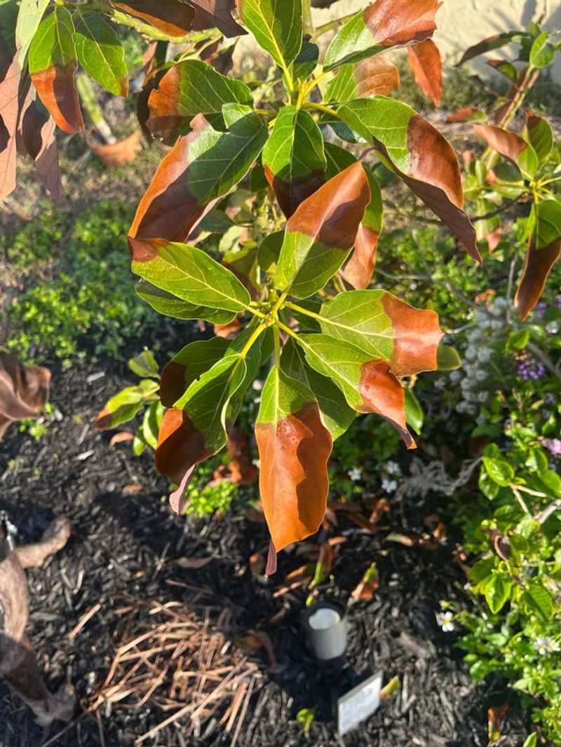 Brown Leaf Tips Point To Salt Buildup Brown Leaf Tips Point To Salt Buildup