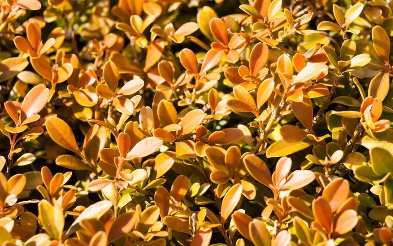 Brown Leaves Aren't Always Boxwood Blight