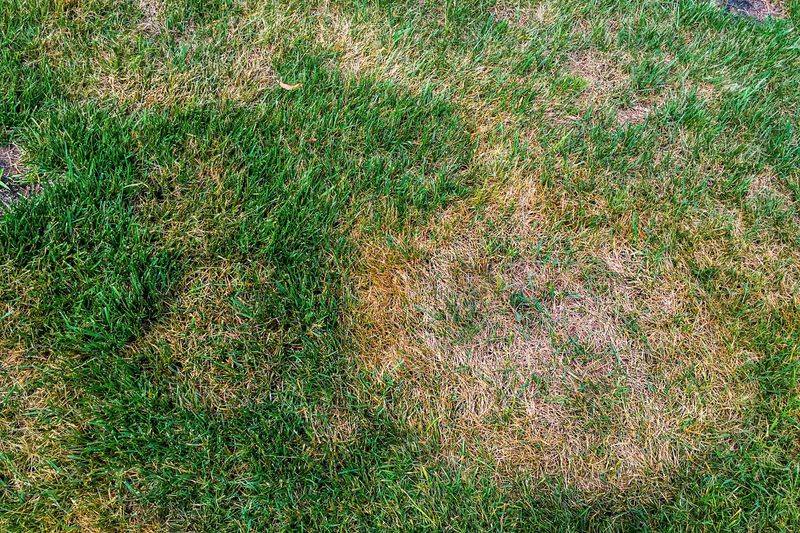 Brown Patch Thrives On Warm, Dewy Nights