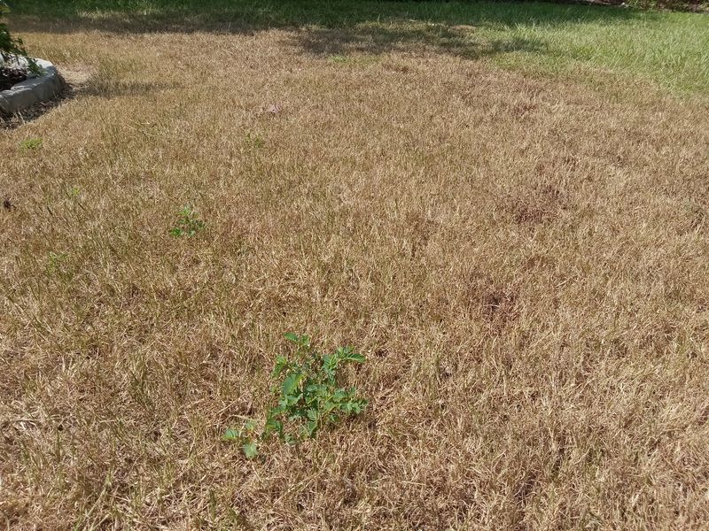 Brown Patches Can Look Like Drought Brown Patches Can Look Like Drought
