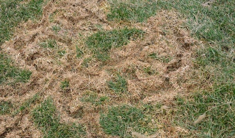 Brown Patches Spreading In Odd Shapes