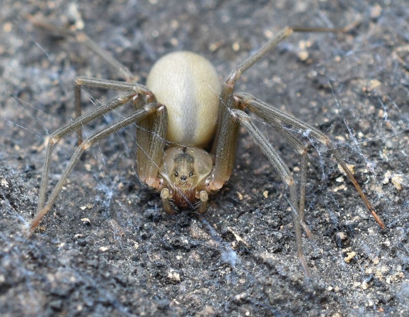 Brown Recluse Spiders Are Rare Hitchhikers, Not Common Neighbors