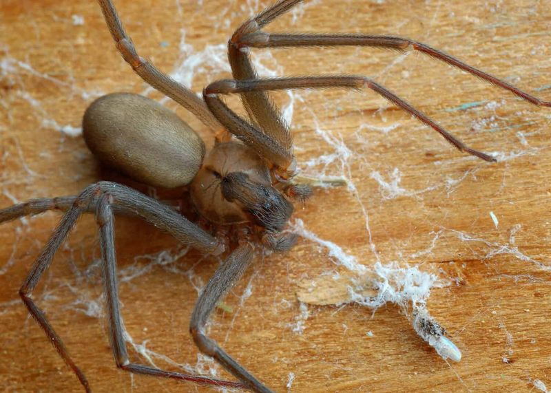 Brown Recluse Spiders Seek Out Quiet Closets Brown Recluse Spiders Seek Out Quiet Closets