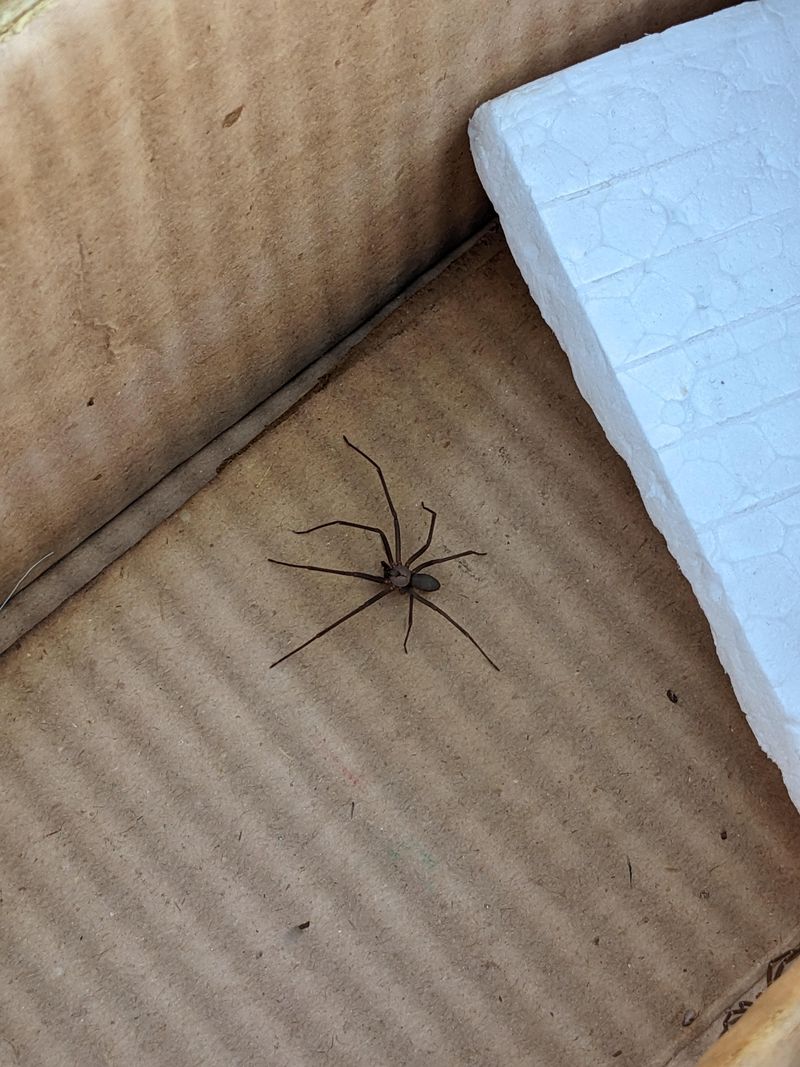 Brown Recluses, Far Rarer Than The Rumors Suggest
