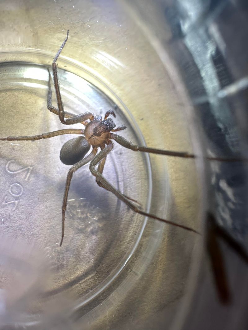 Brown Recluses In Southern Indiana Basements