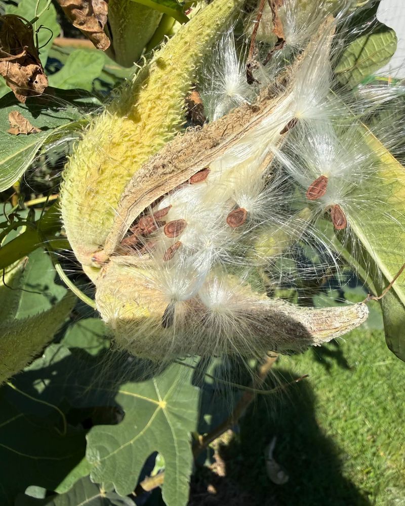 Brown Seeds Inside Pods Signal They Are Ready For Collection