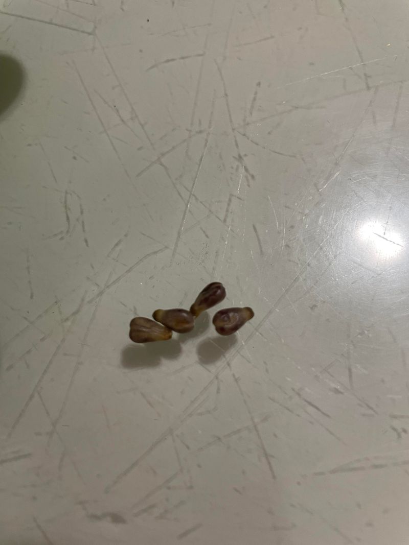 Brown Seeds Signal Real Ripeness