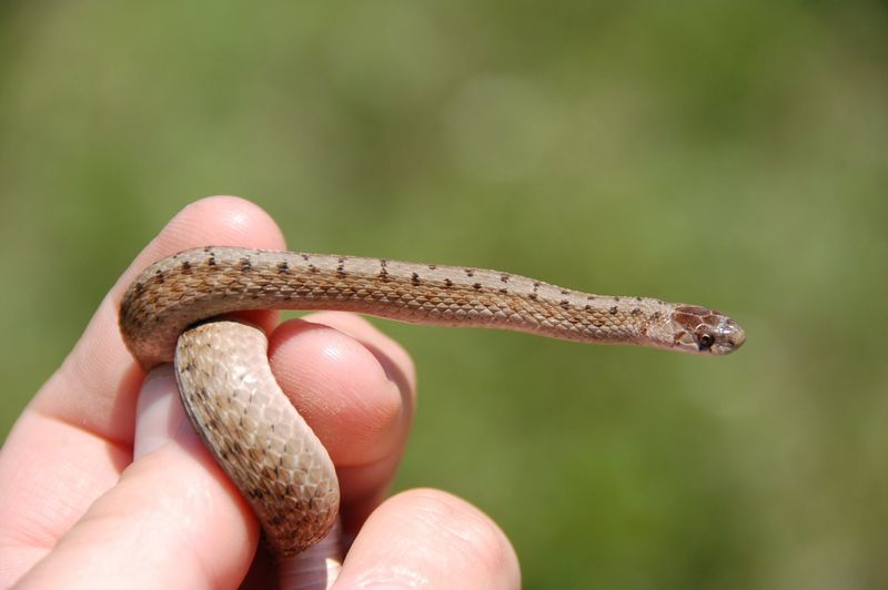 Brown Snakes Are Small Enough To Slip Through Tiny Gaps Brown Snakes Are Small Enough To Slip Through Tiny Gaps