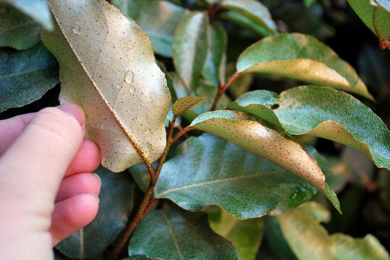 Brown Speckles On Leaf Undersides Make It Easier To Identify Brown Speckles On Leaf Undersides Make It Easier To Identify