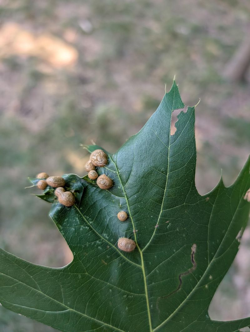 Brown Spots On Top Of The Leaf Mark Where Galls Attach