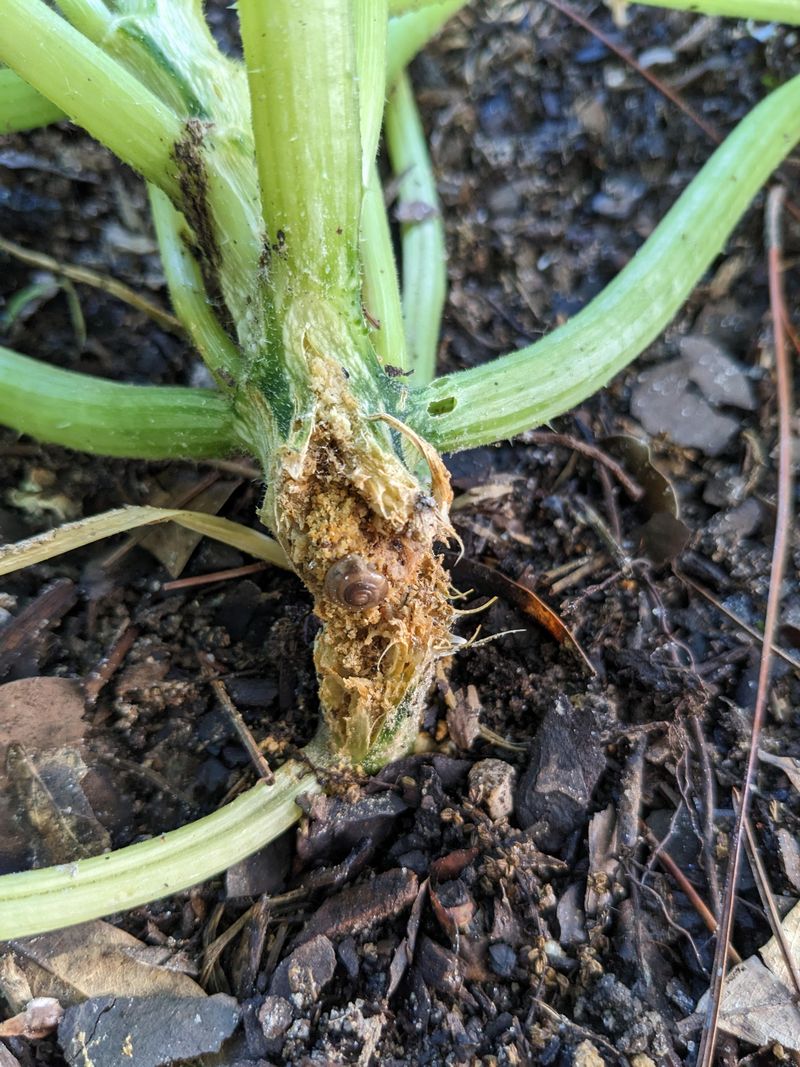 Brown Spots Starting At Leaf Edges Suggest Gummy Stem Blight Brown Spots Starting At Leaf Edges Suggest Gummy Stem Blight