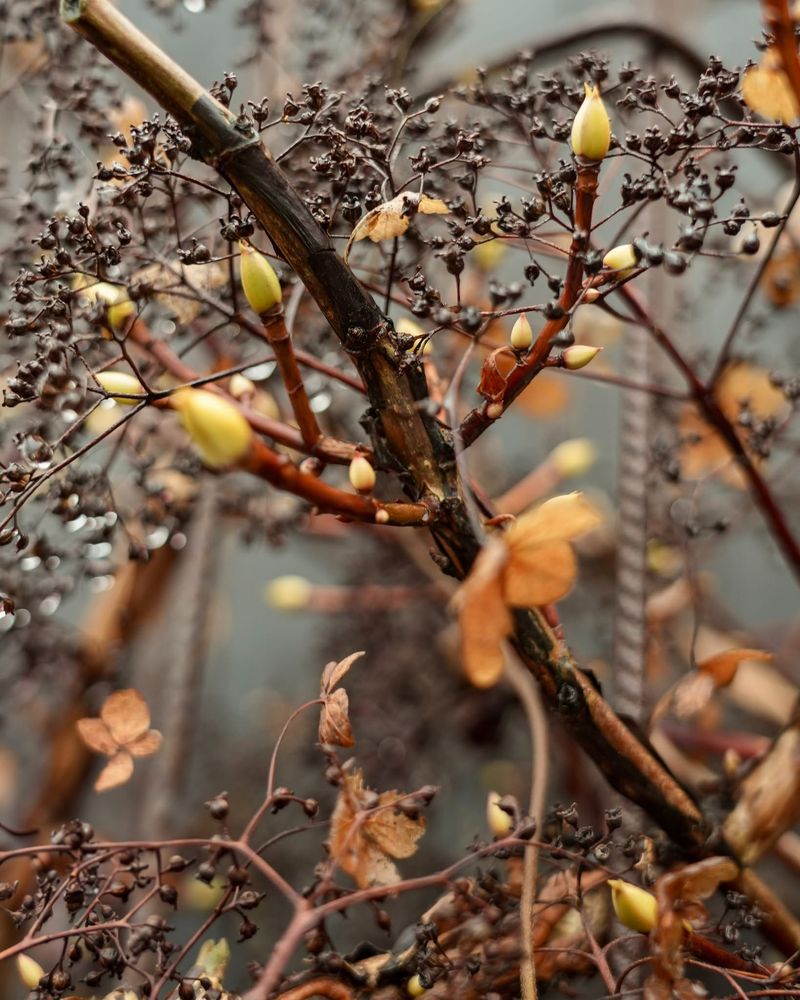 Brown Stems May Still Hold Buds Brown Stems May Still Hold Buds