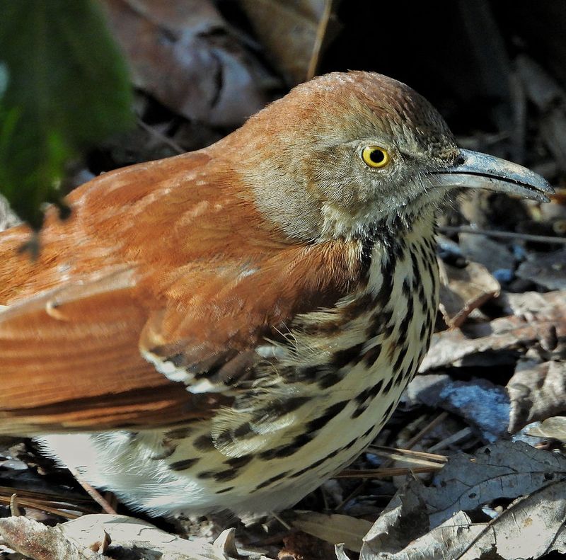 Brown Thrashers Spend Much Of Their Time On The Ground Brown Thrashers Spend Much Of Their Time On The Ground