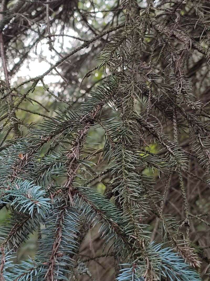 Brown Tips Or Bare Branch Sections Suggest A Different Problem