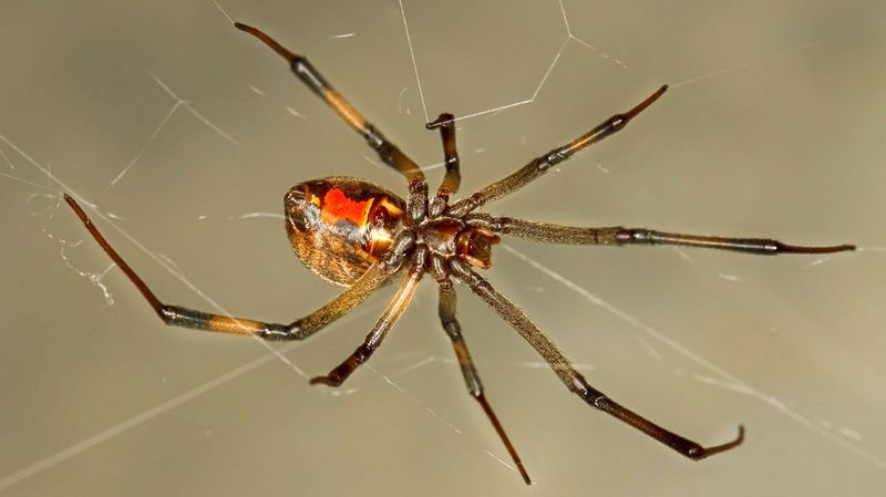 Brown Widow, The Invasive Cousin Hiding Under Patio Furniture Brown Widow, The Invasive Cousin Hiding Under Patio Furniture