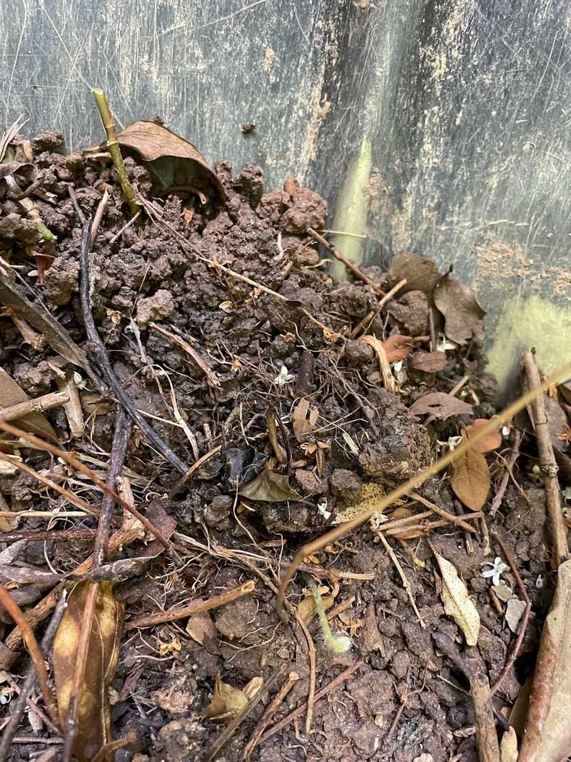 Brown Winter Growth Can Carry Fire Up Into Tree Canopies