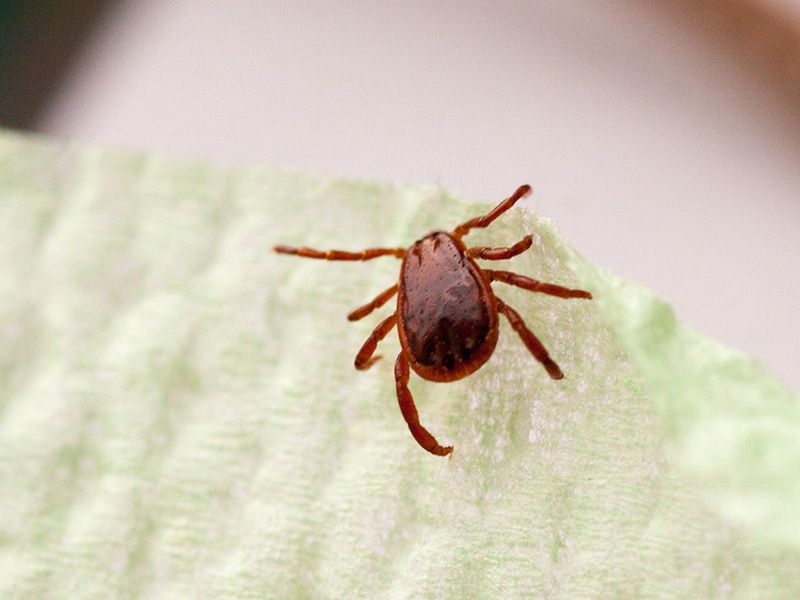 Brown dog ticks can seek hosts and also wait in ambush