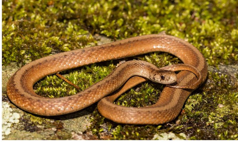 Brownsnakes Hunt Slugs In Suburban Gardens Brownsnakes Hunt Slugs In Suburban Gardens
