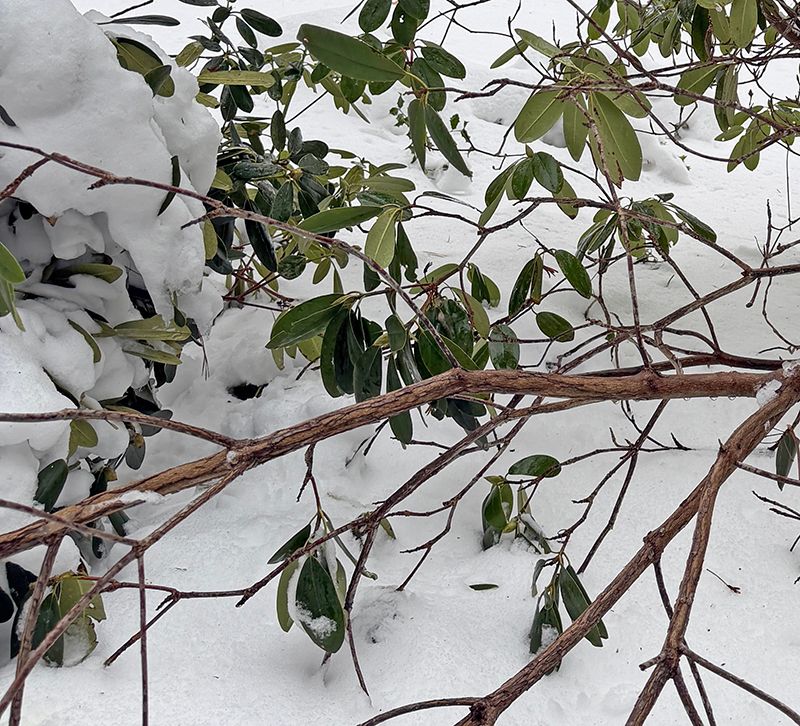 Brush Heavy Snow Off Gently