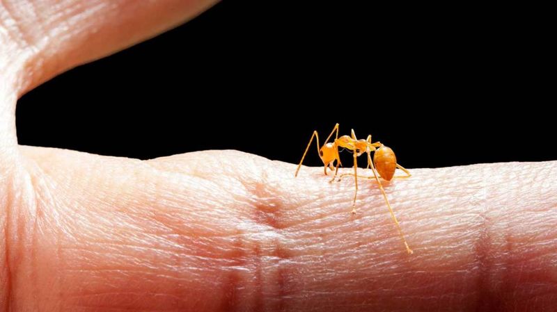 Brush Off Clinging Ants 