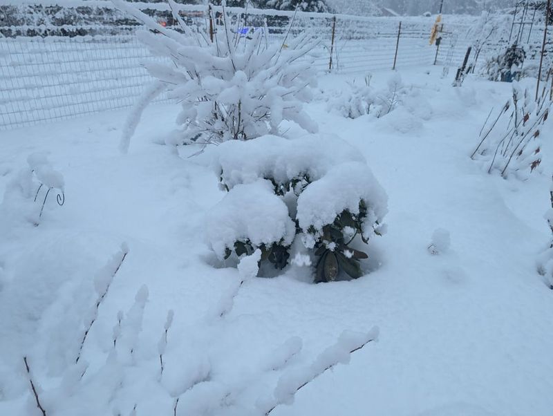 Brush Off Heavy Snow With Gentle Upward Sweeps Brush Off Heavy Snow With Gentle Upward Sweeps