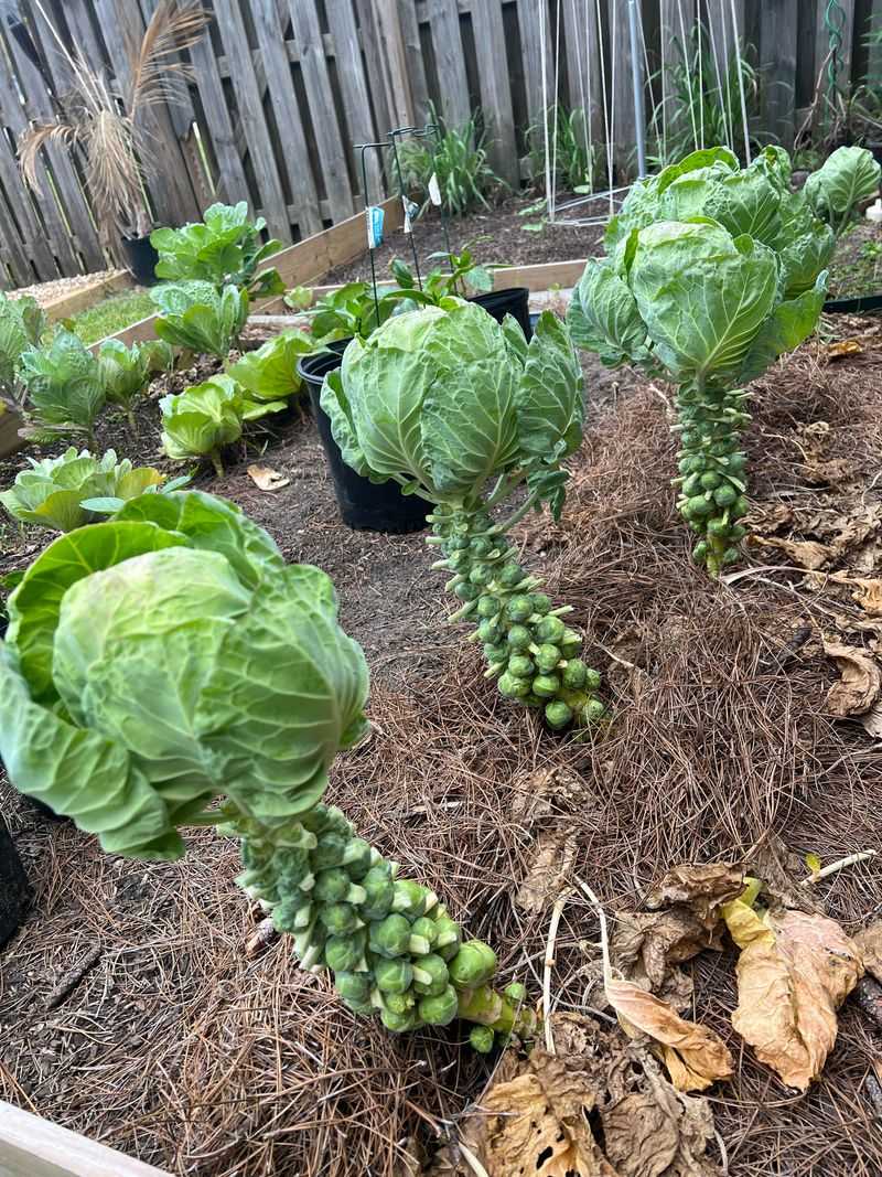 Brussels Sprouts Earn Their Sweet Reputation Late