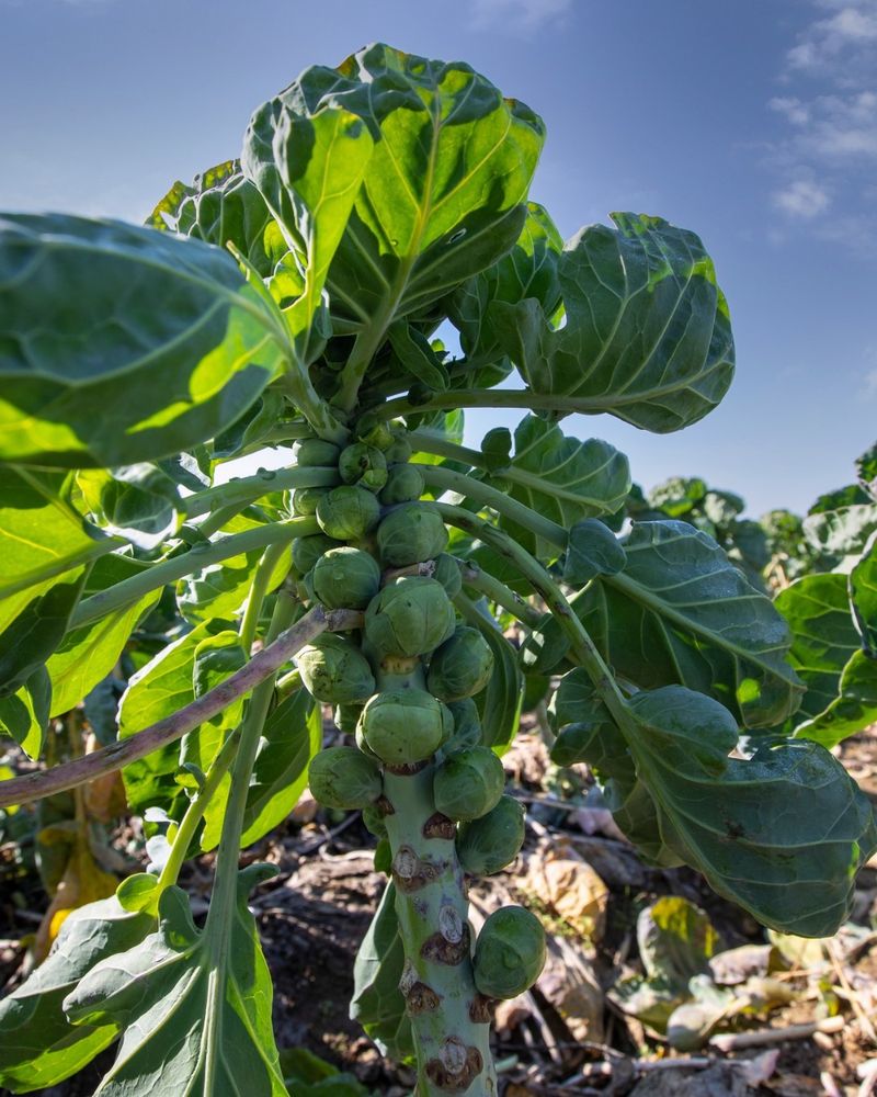 Brussels Sprouts Improve With A Touch Of Frost
