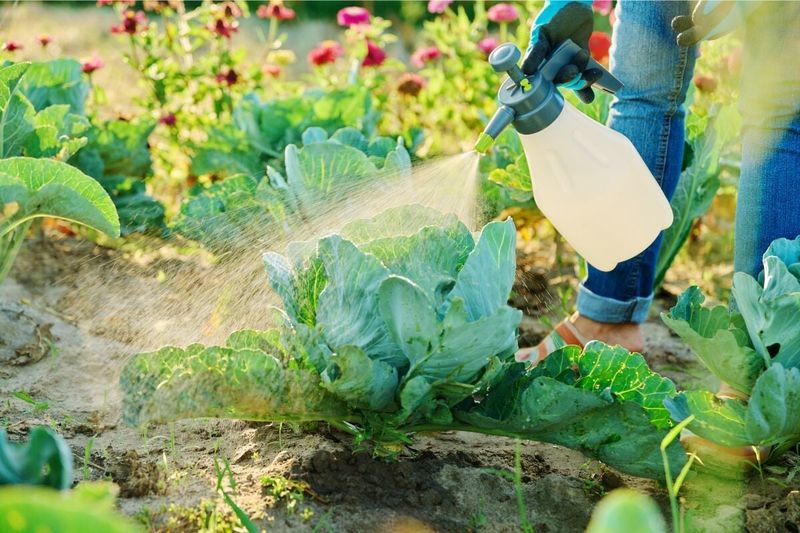 Bt Sprays For Fast Control On Fall Brassicas Bt Sprays For Fast Control On Fall Brassicas