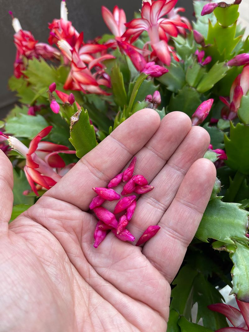 Bud Drop After The Early Rush