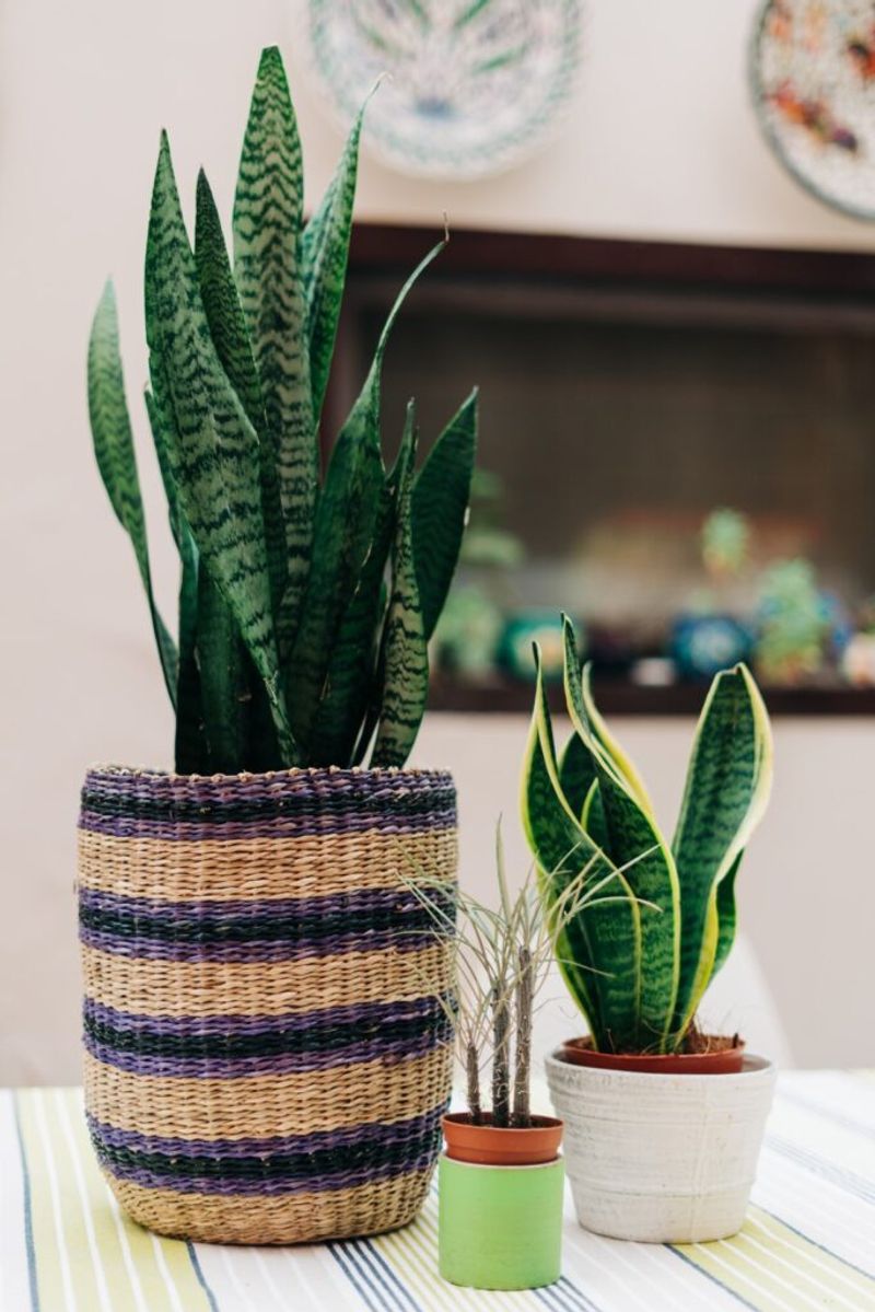 Budget-Friendly Decor For New York Renters
