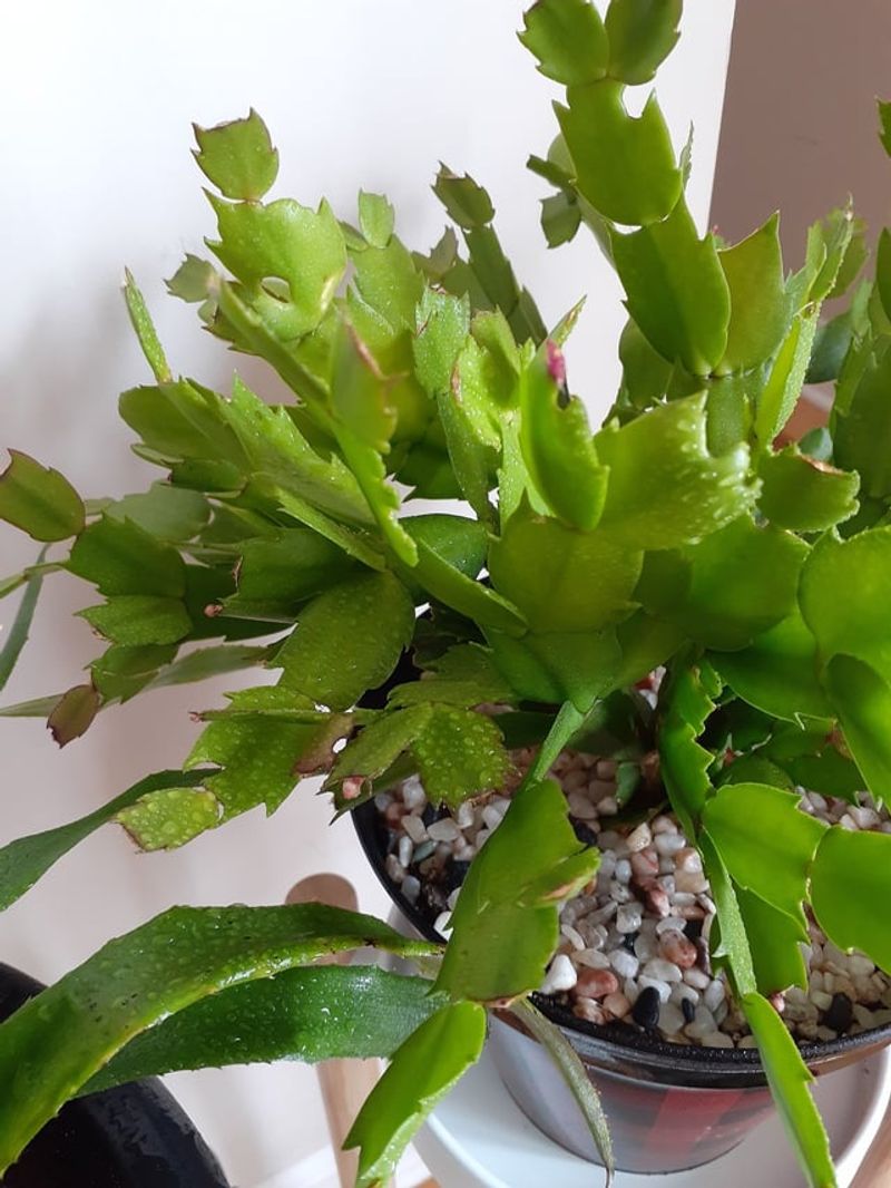 Buds Appearing Weeks Before The Turkey Are Nothing Unusual Buds Appearing Weeks Before The Turkey Are Nothing Unusual