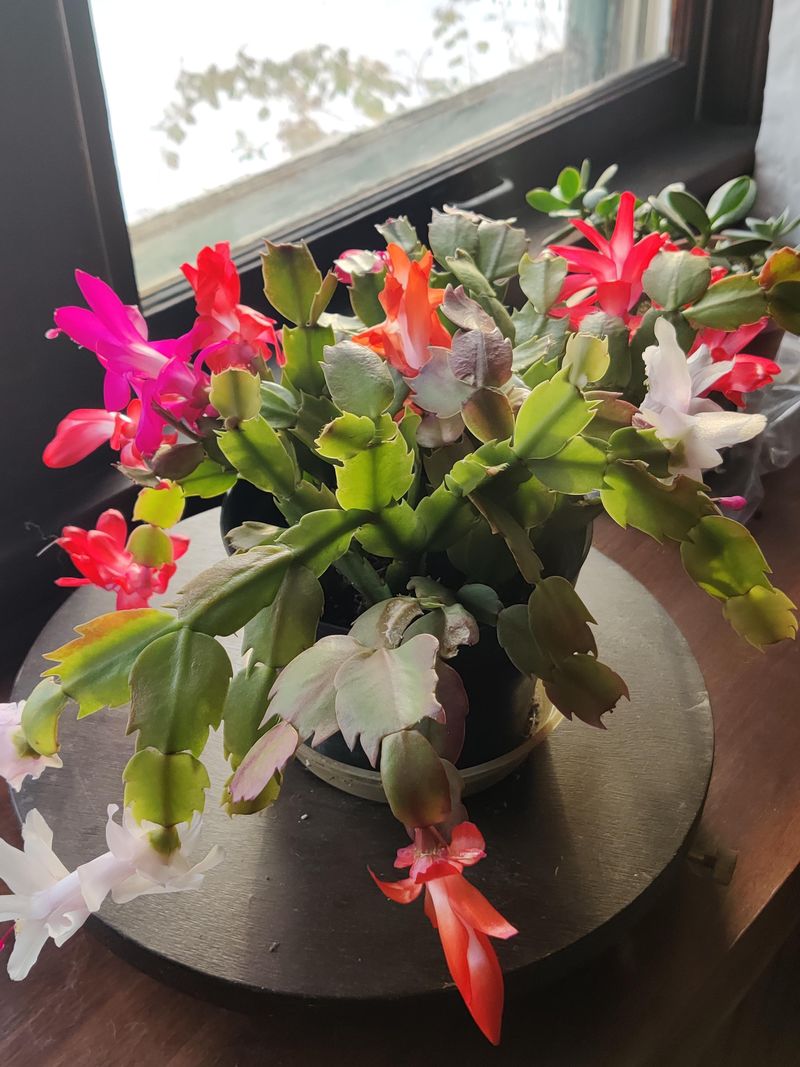 Buds, Blooms, And A Holiday Show