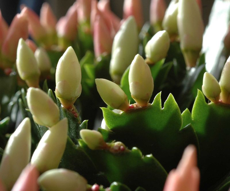 Buds Swell And Show Color In California Homes Buds Swell And Show Color In California Homes