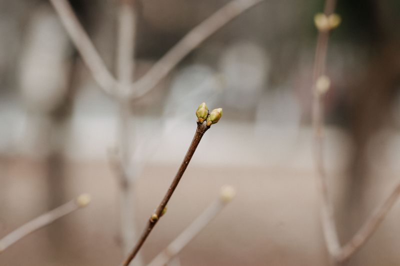 Buds That Look Small Or Missing