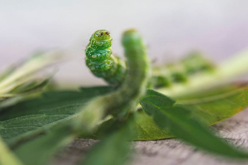 Budworm Damage