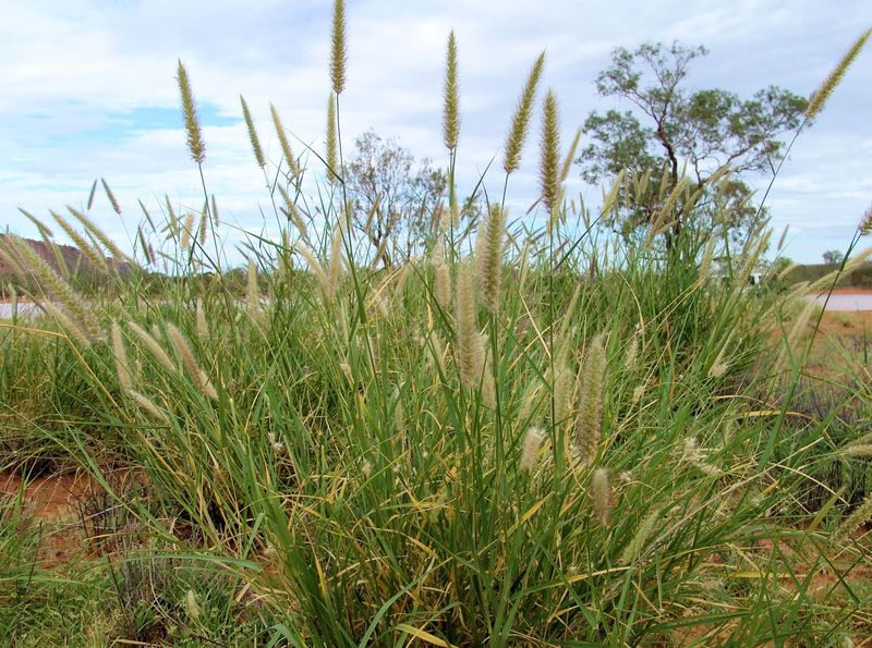 Buffelgrass