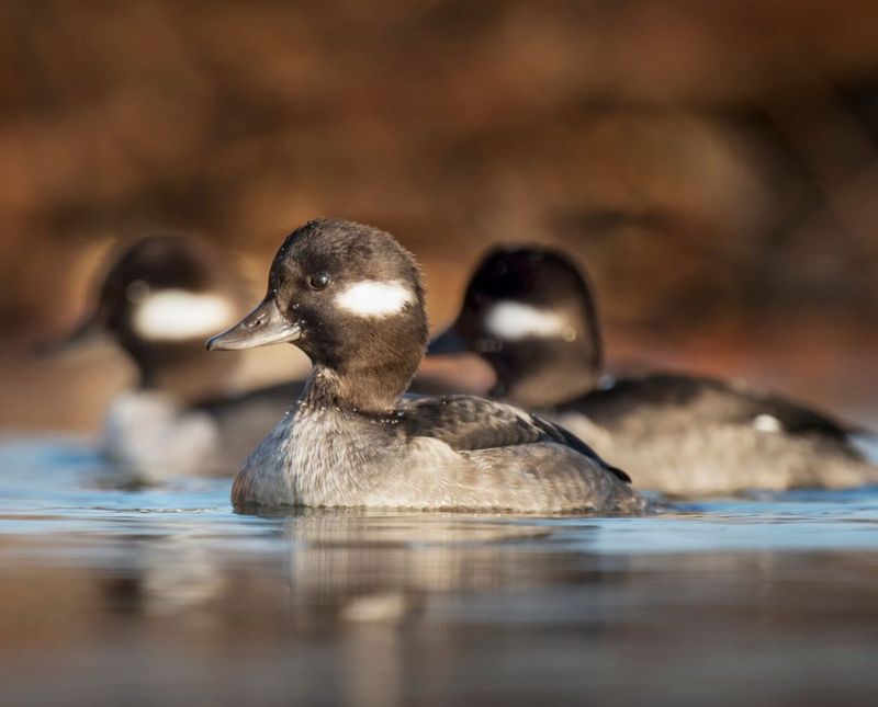 Buffleheads And Goldeneyes Dive In On Open Water Buffleheads And Goldeneyes Dive In On Open Water