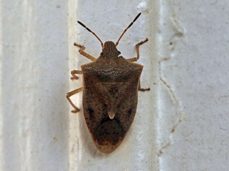 Bugs Already Inside Walls Wander Into Rooms