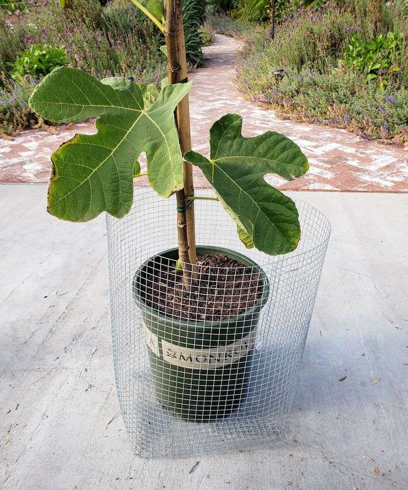 Build A Wire Cage Around The Tree Build A Wire Cage Around The Tree