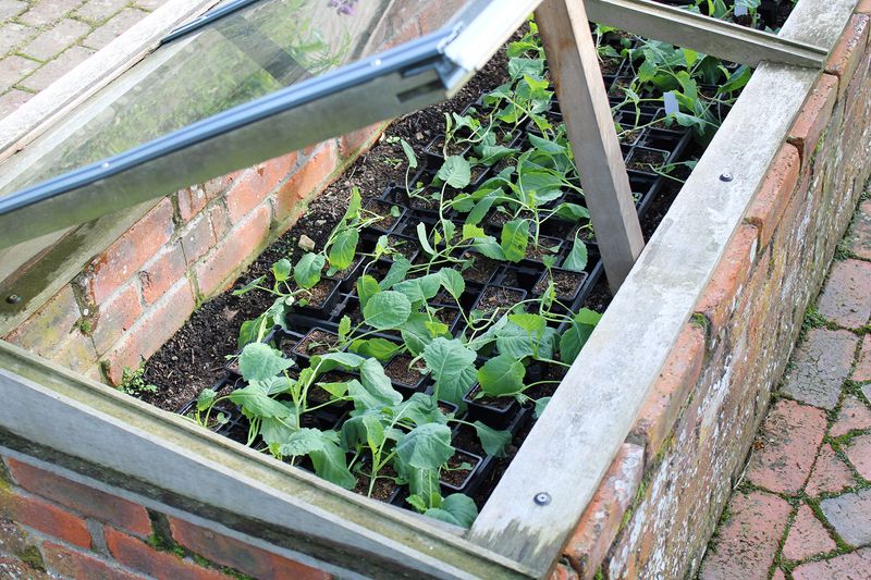 Build It Before The First Frost Arrives