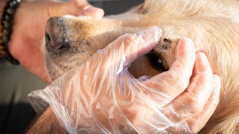 Build prevention and tick checks into pet care