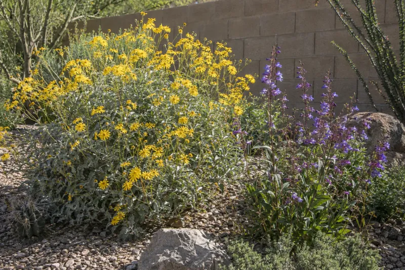 Build wildlife value with more than one plant