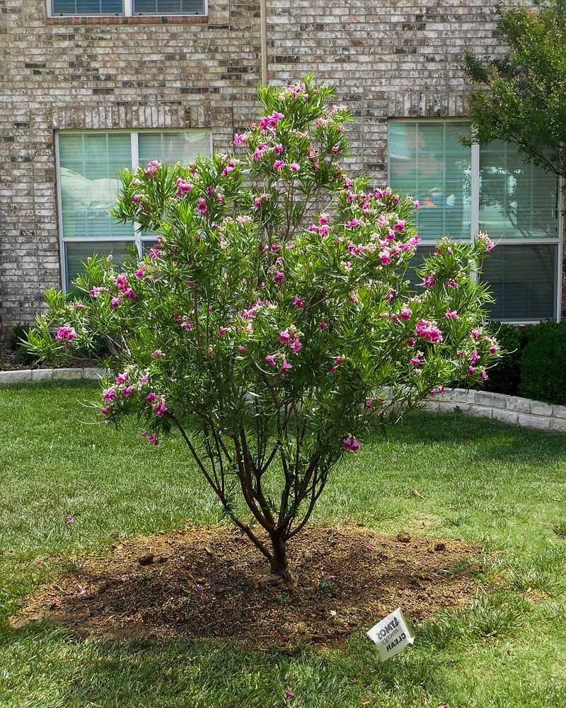 Building A Tough, Drought-Ready Tree Building A Tough, Drought-Ready Tree
