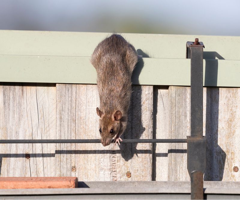 Building A Year-Round Rat Defense Plan Building A Year-Round Rat Defense Plan