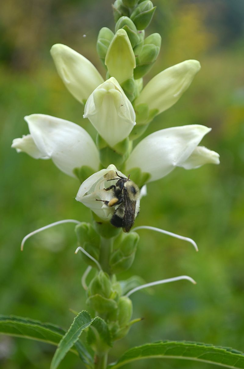 Built For Bumblebees